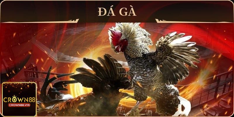 Mẹo chơi Đá gà Crown88 trực tuyến luôn thắng